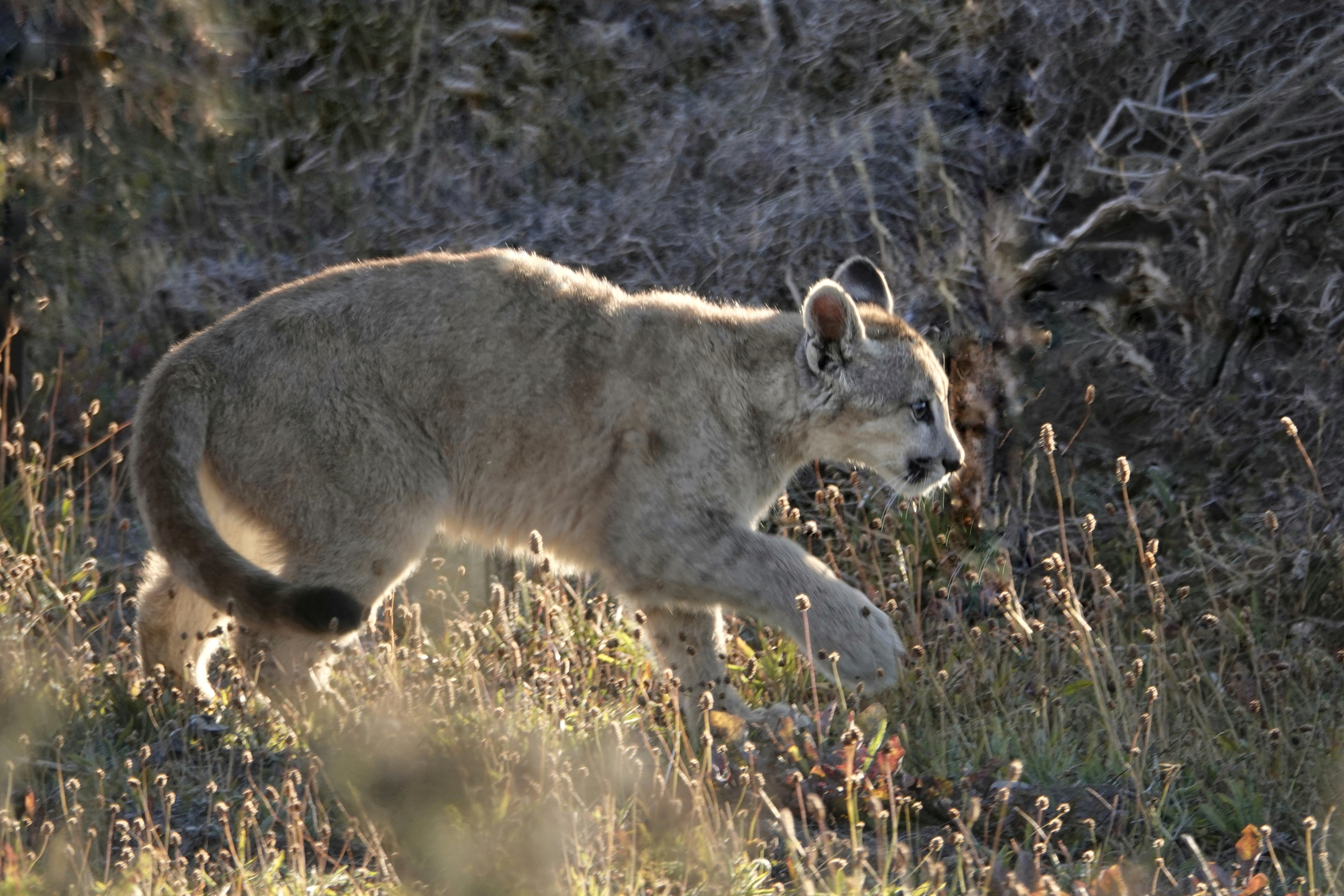 Puma dans les herbes